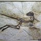 Illustration for article titled Velociraptor's Feathered Cousin Is the Stuff of Drug-Infused Nightmares